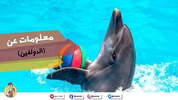 معلومات عن حيوان الدولفين (دلفين)