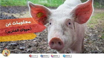 معلومات-عن-حيوان-الخنزير